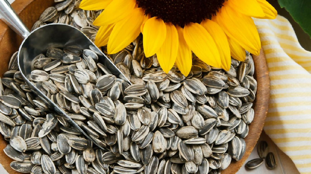 PLENTORA PK Sunflower Seeds Without Shell 200Grams For Eating Unshelled Suraj Mukhi Seeds