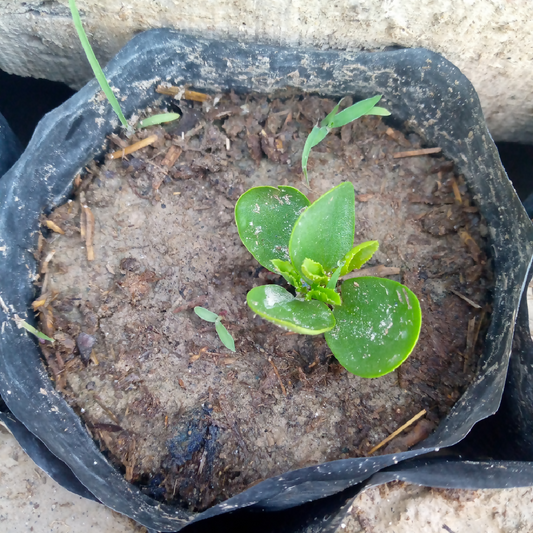 Beri Plant Sidr Plant Live Indoor Plant Ziziphus Spina Christi Sunnah Plant Herbal Medicinal Plant Air Purifying Home and Garden Plant