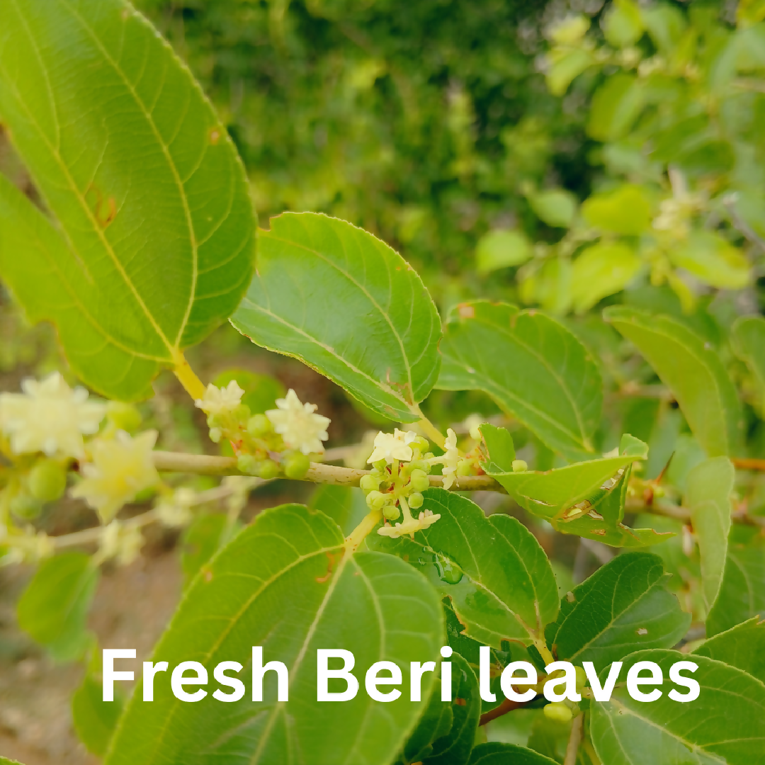 150g Beri Ke Patte Fresh Sidr Leaves 150g Beri Leaves Organic fresh beri leaves