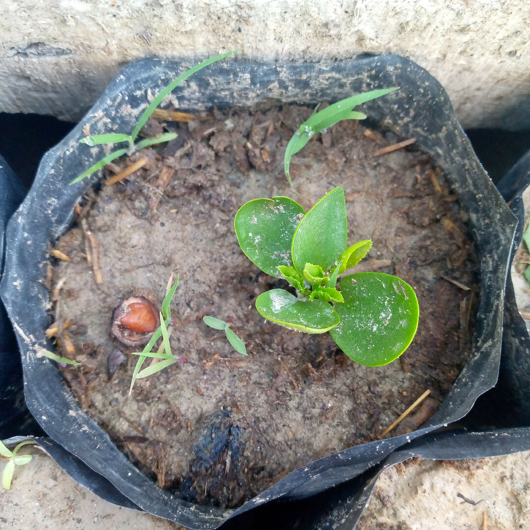 Beri Plant Sidr Plant Live Indoor Plant Ziziphus Spina Christi Sunnah Plant Herbal Medicinal Plant Air Purifying Home and Garden Plant