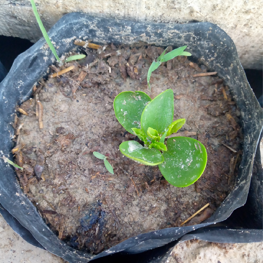 Beri Plant Sidr Plant Live Indoor Plant Ziziphus Spina Christi Sunnah Plant Herbal Medicinal Plant Air Purifying Home and Garden Plant