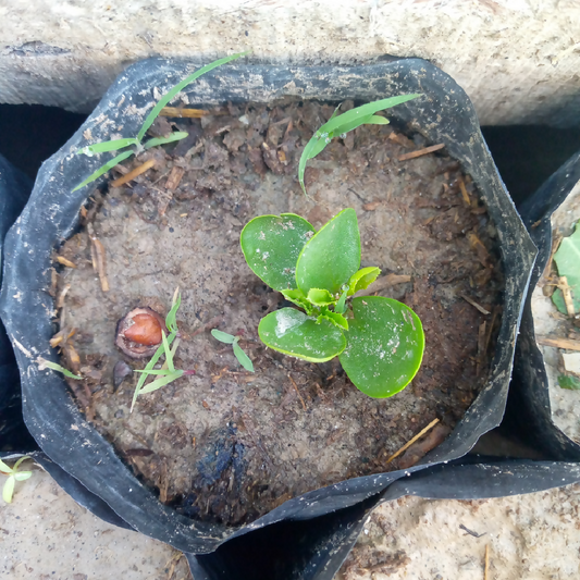 Beri Plant Sidr Plant Live Indoor Plant Ziziphus Spina Christi Sunnah Plant Herbal Medicinal Plant Air Purifying Home and Garden Plant